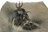 Short-Fork Walliserops Hammi Trilobite - Foum Zguid, Morocco #350501-4